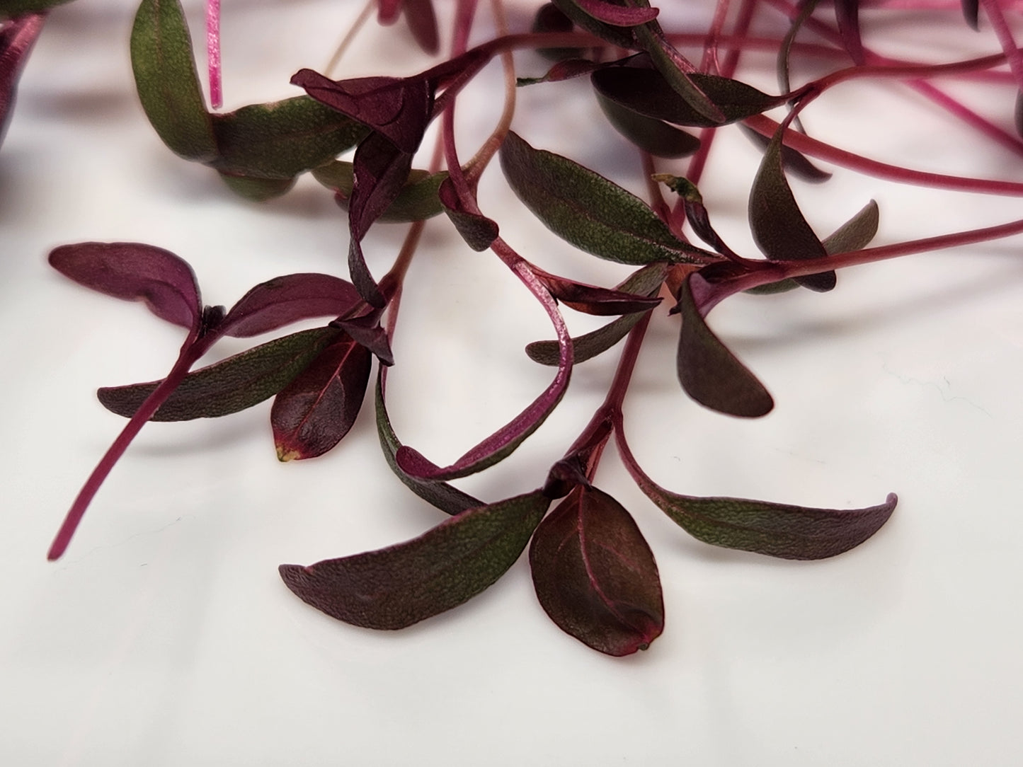 Amaranth Microgreens, 1oz Clamshell