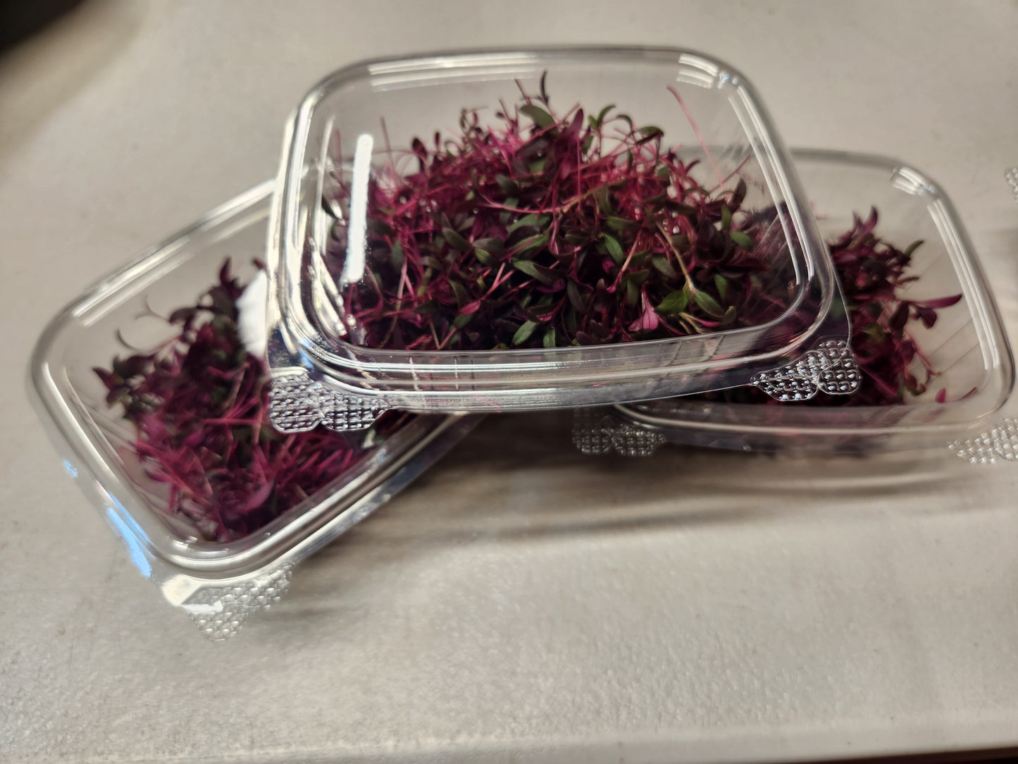 Amaranth Microgreens, 1oz Clamshell