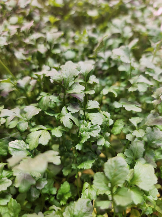 Watercress 0.75oz Clamshell