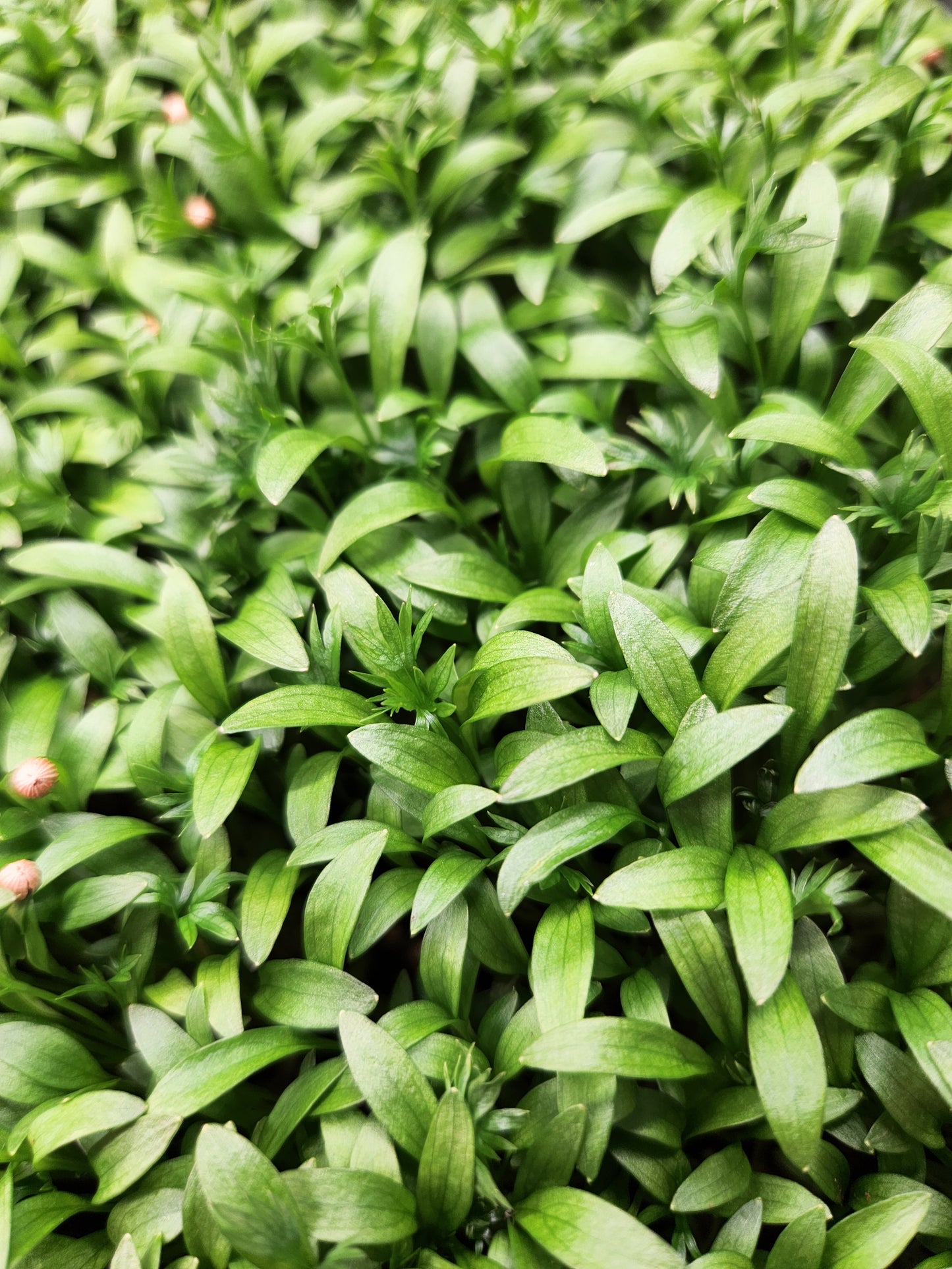 Delfino Cilantro Microgreens
