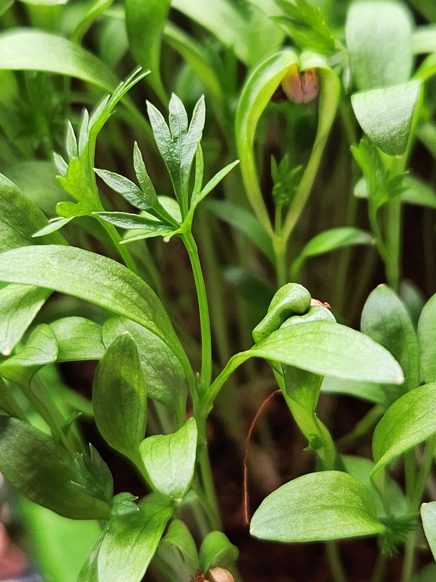 Delfino Cilantro Microgreens