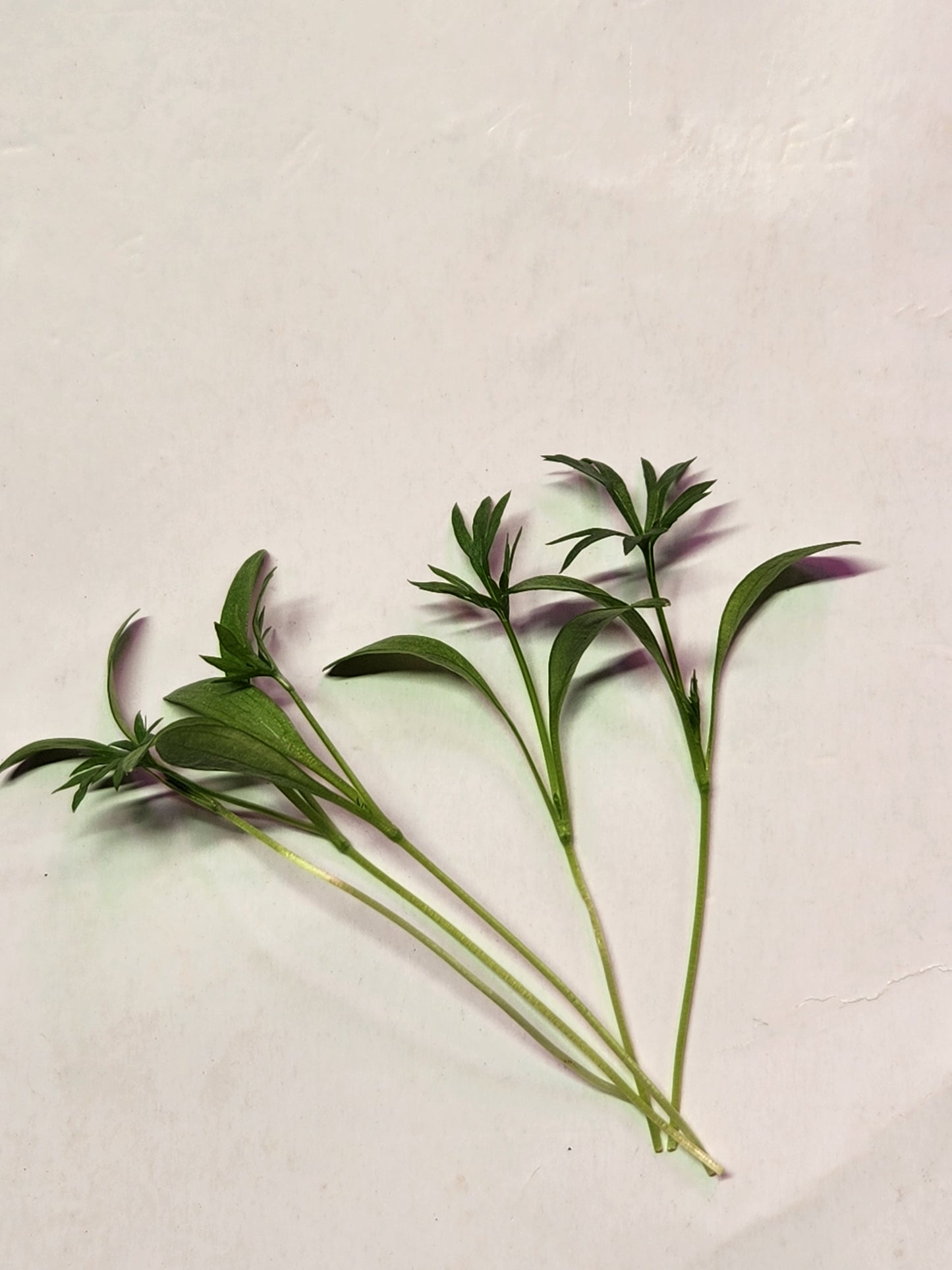 Delfino Cilantro Microgreens