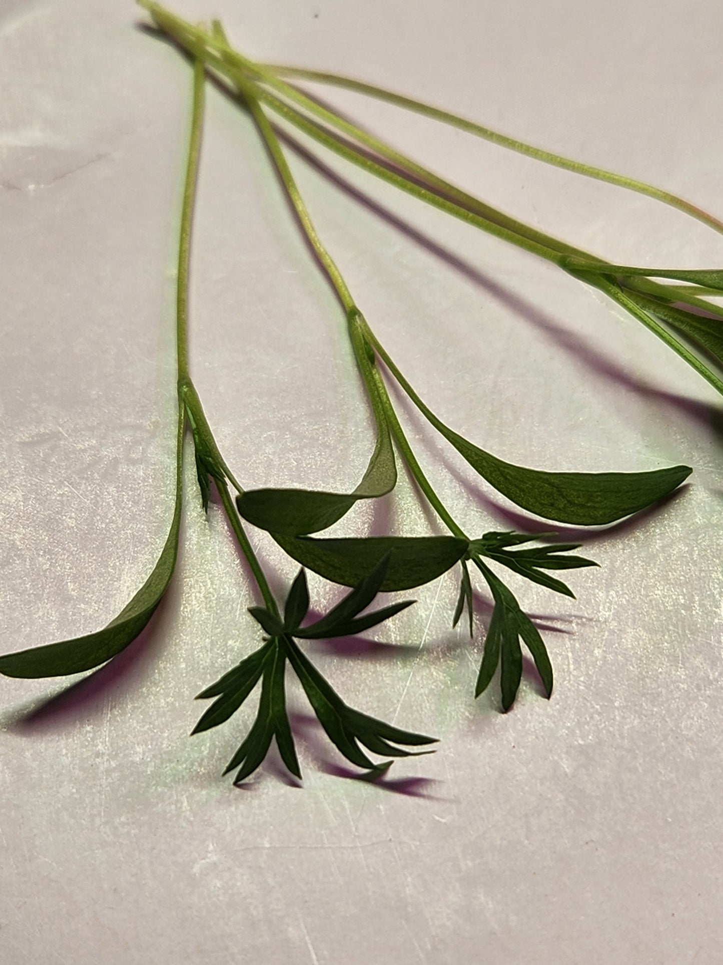 Delfino Cilantro Microgreens