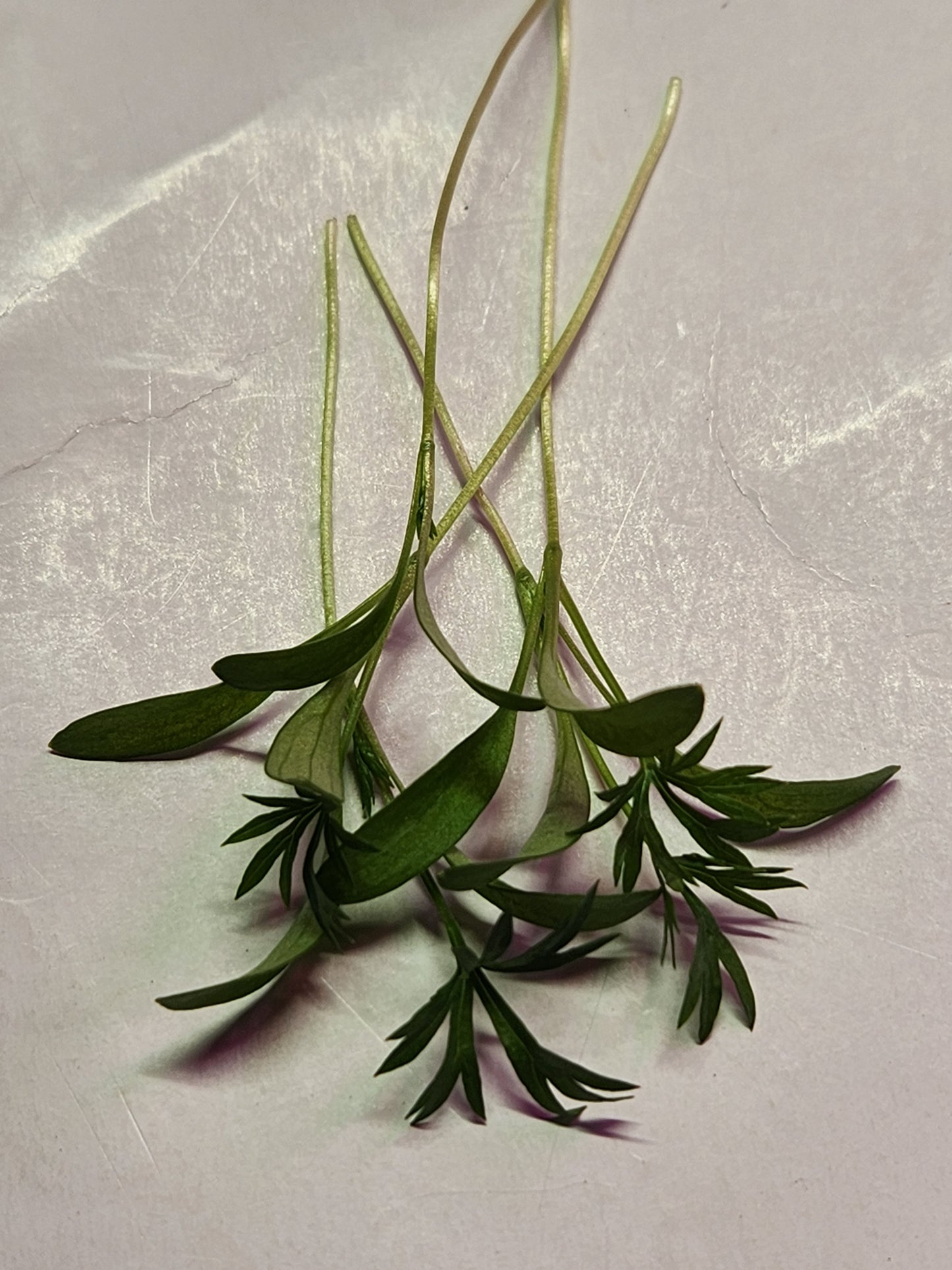 Delfino Cilantro Microgreens