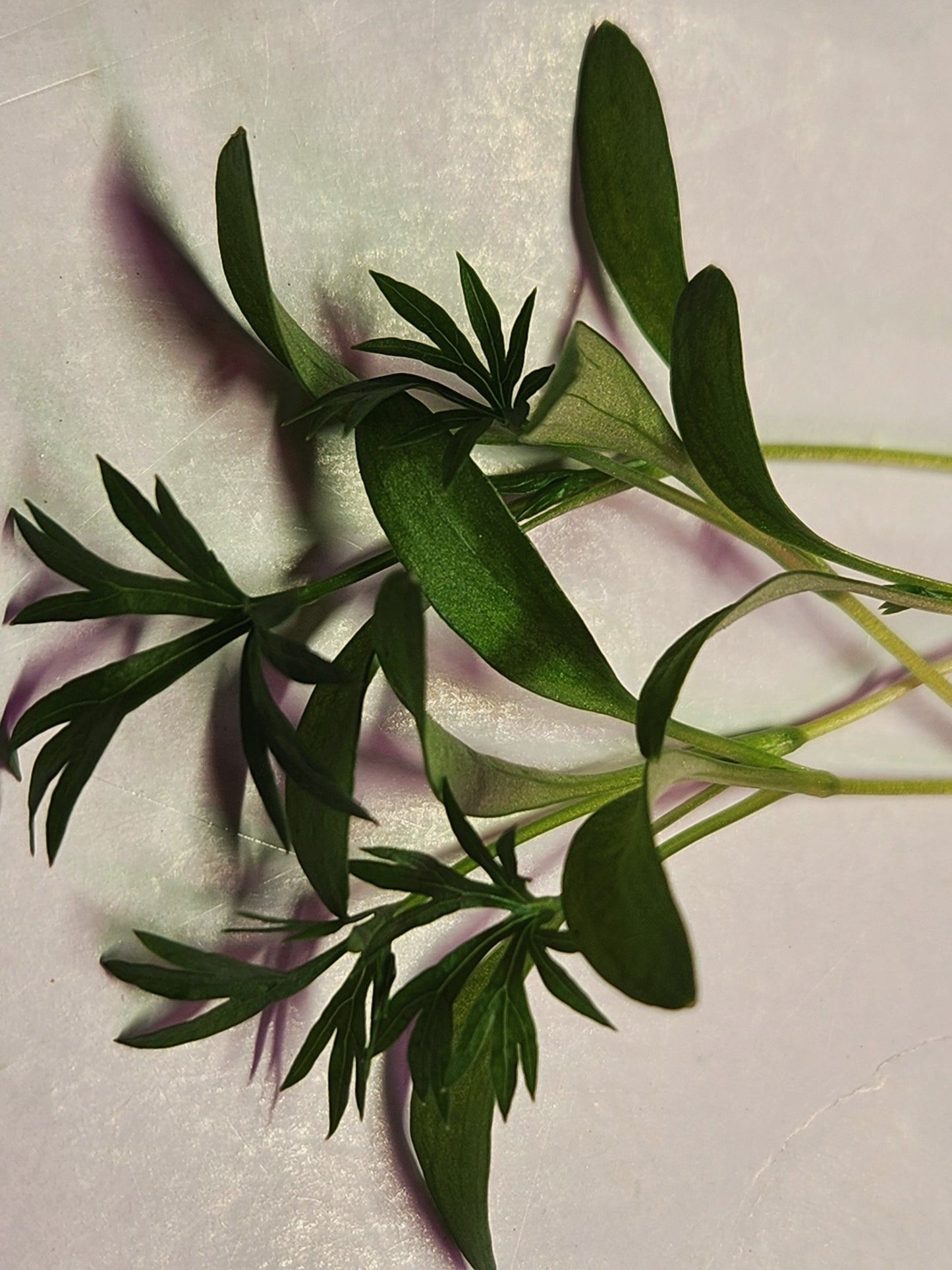 Delfino Cilantro Microgreens