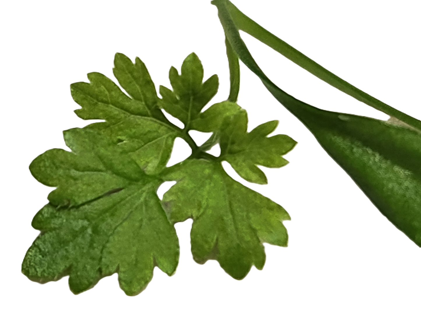 Chervil, 1.00 oz
