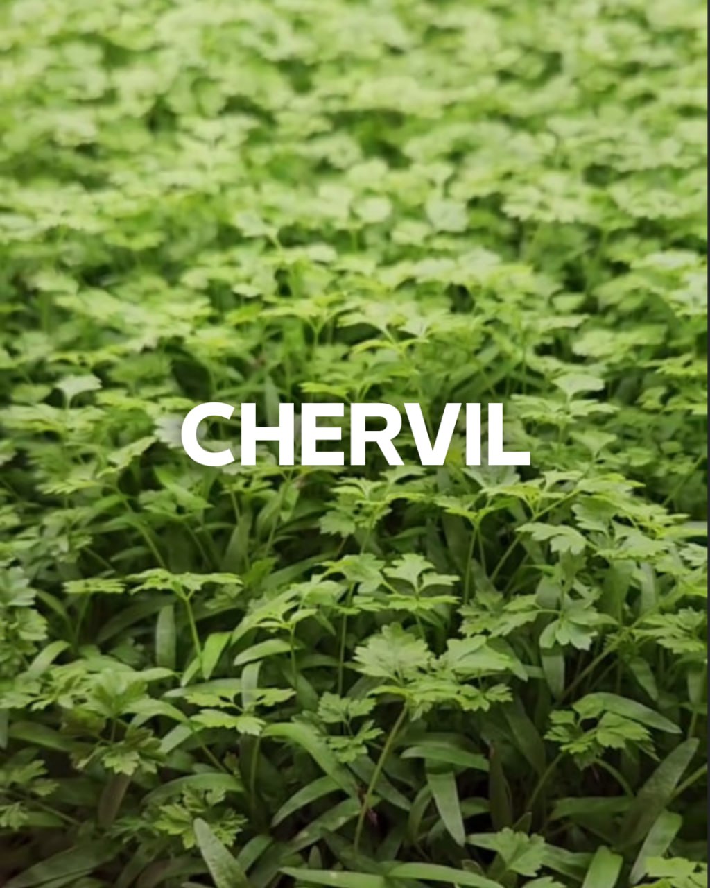 Chervil, 1.00 oz
