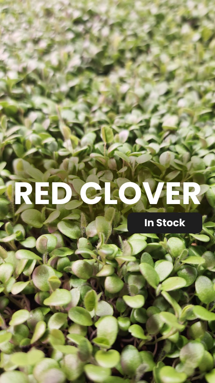 Red Clover