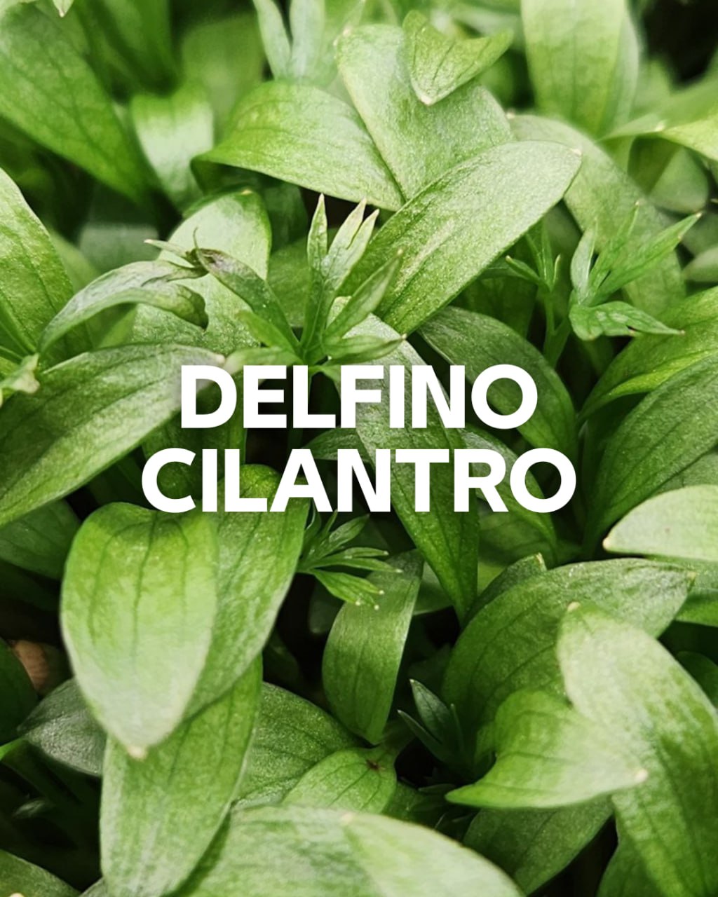 Delfino Cilantro Microgreens