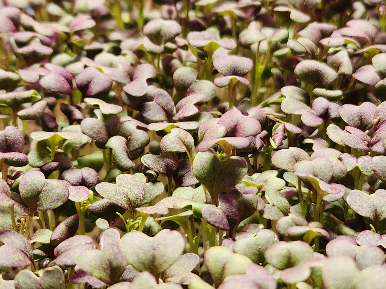 Mizuna 1.5oz Clamshell