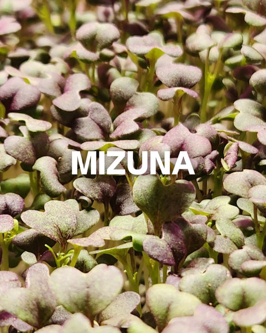 Mizuna 1.5oz Clamshell