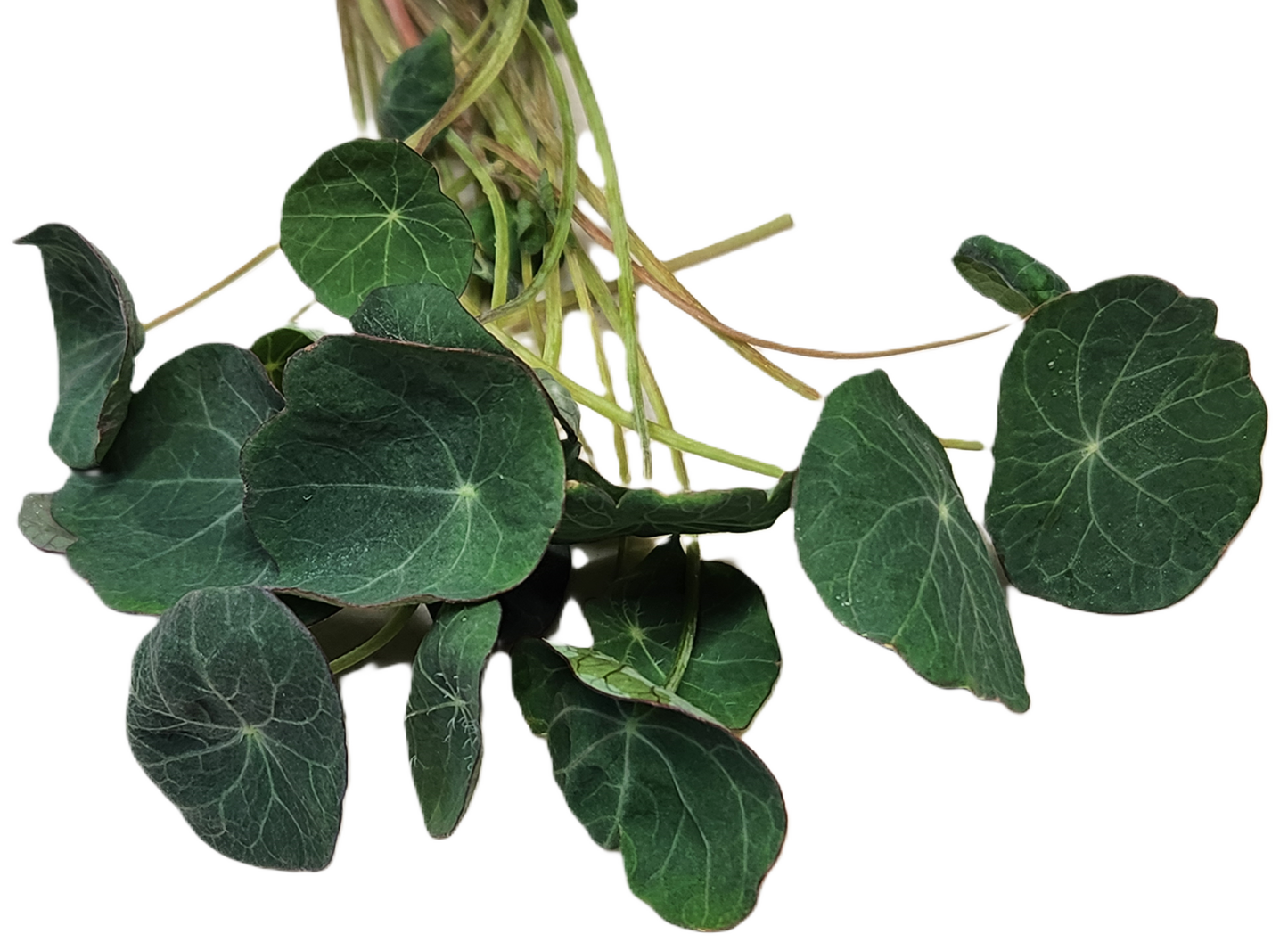 Nasturtium Microgreens