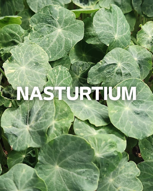 Nasturtium Microgreens