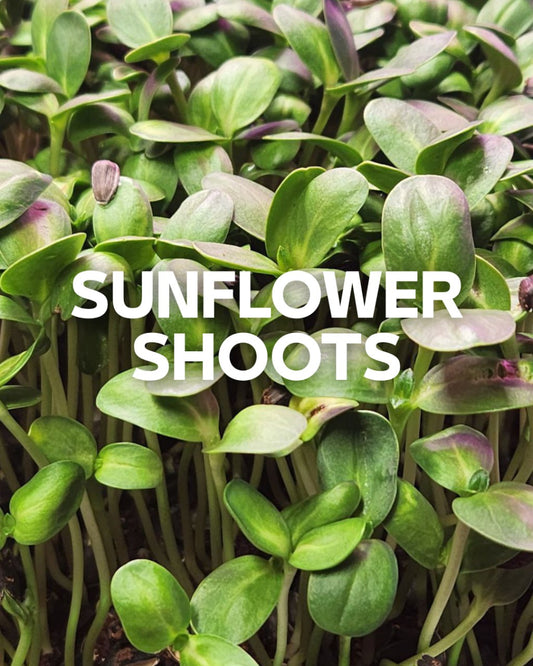 Sunflower Shoots