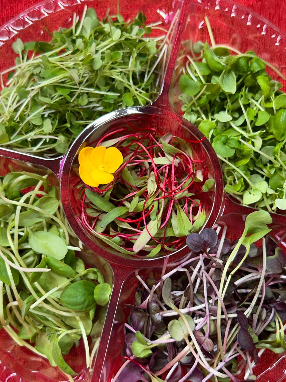 Green Carousel – Seasonal Microgreens Selection