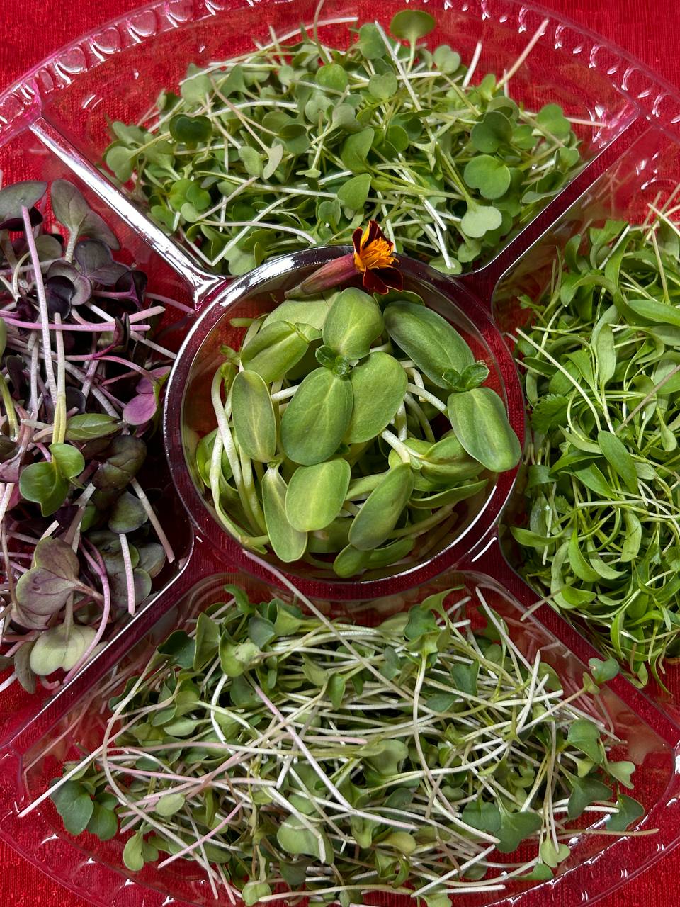 Green Carousel – Seasonal Microgreens Selection