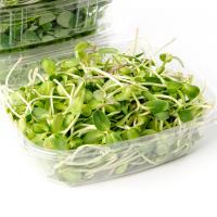 Sunflower Shoots