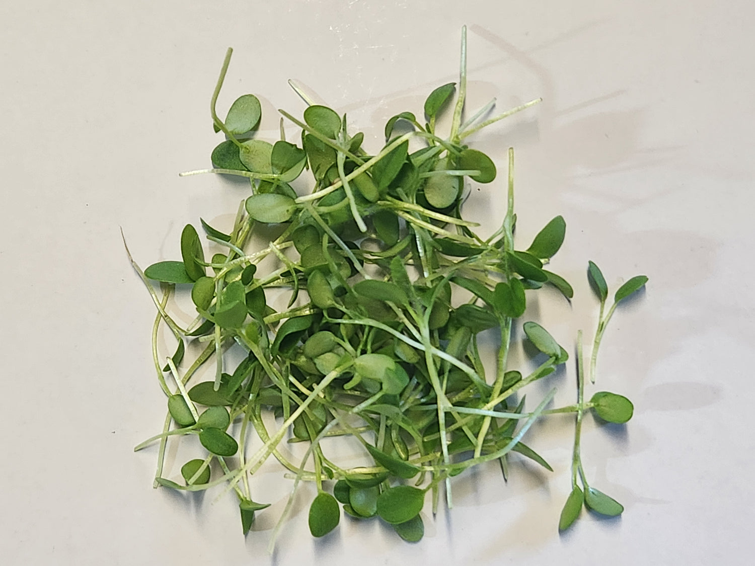 Detox & Cleanse Mix