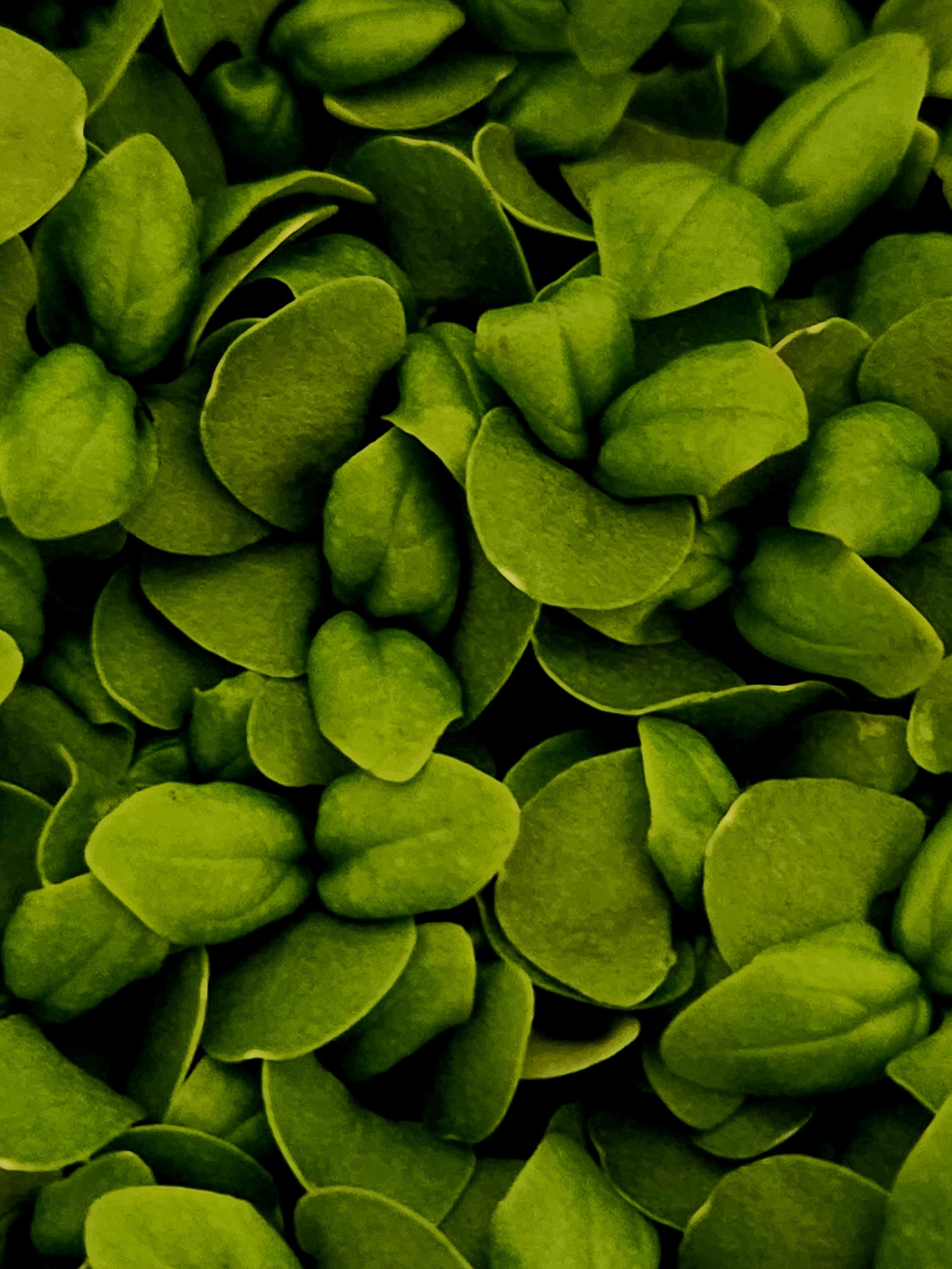 Immune Support Greens