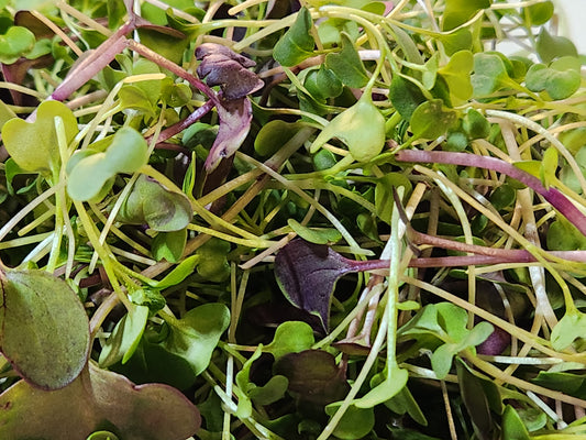 Build the microgreens habit in 3 deliveries
