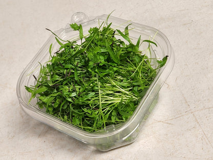 Chervil, 1.00 oz