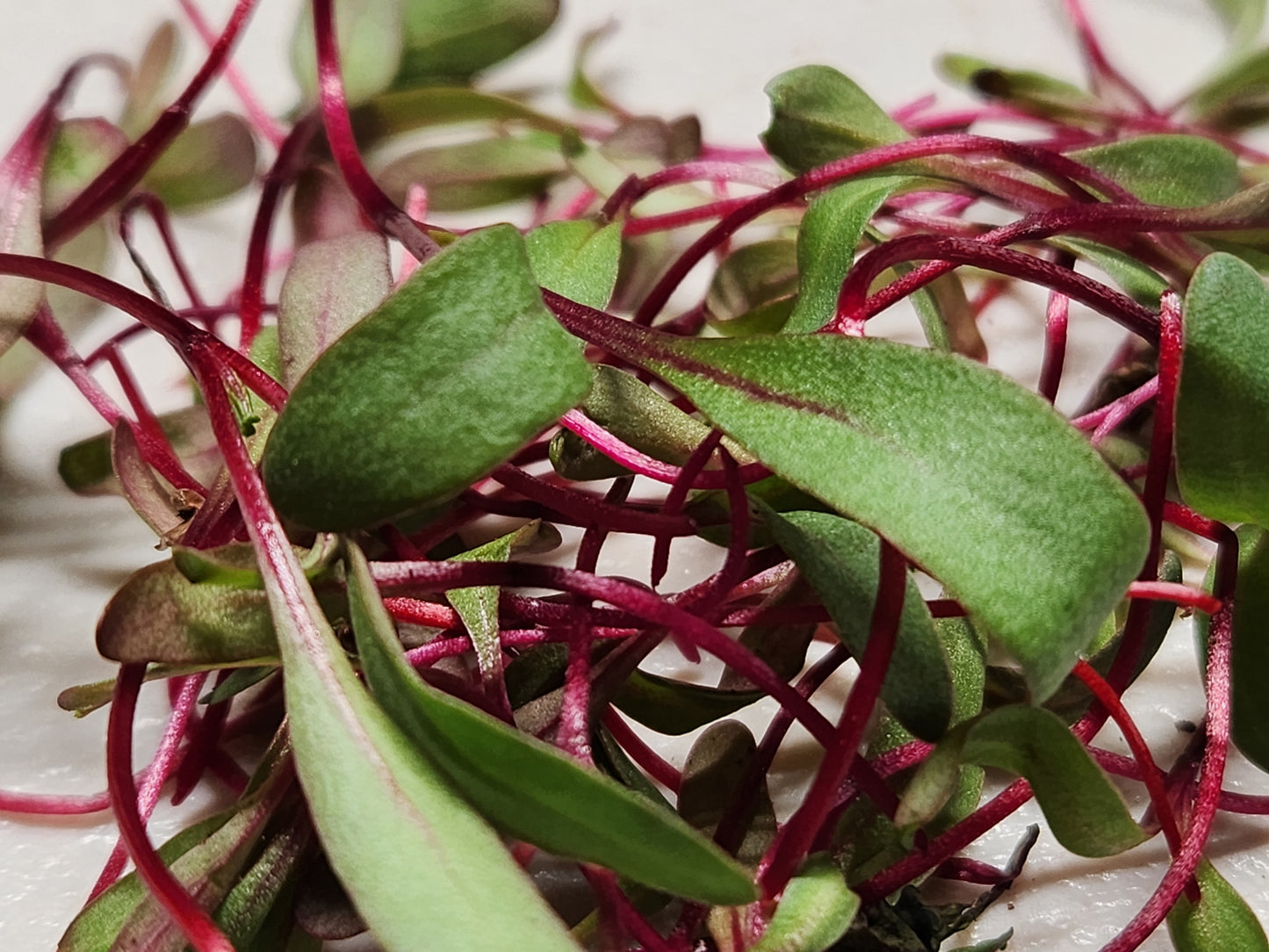 Beet Microgreens 0.75oz Clamshell