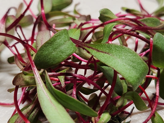 Beet Microgreens 0.75oz Clamshell