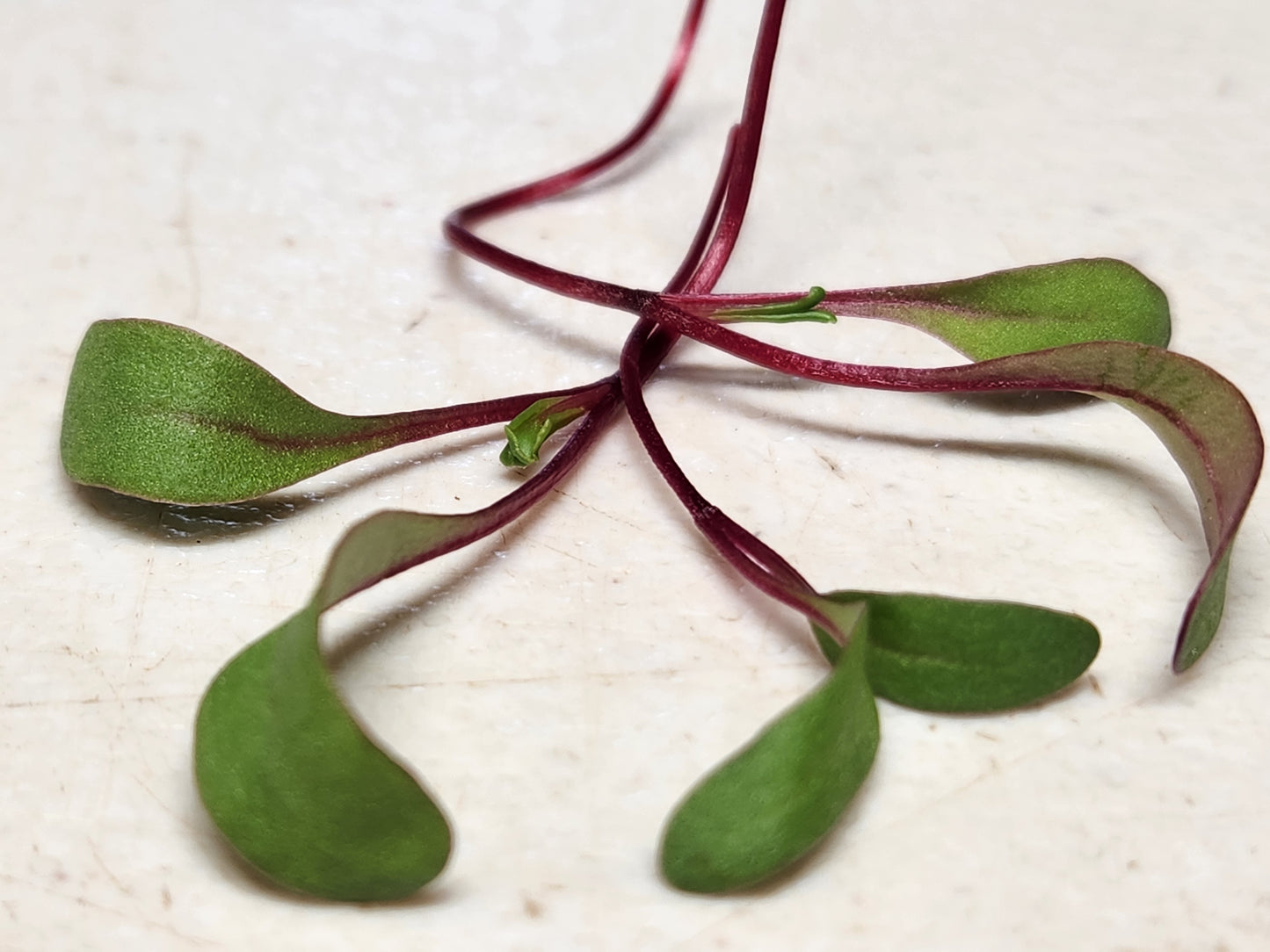 Beet Microgreens 0.75oz Clamshell