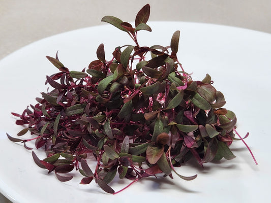 Amaranth Microgreens, 1oz Clamshell