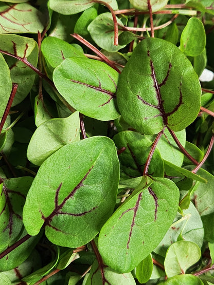 Red Veined Sorrel 0.4oz Clamshell