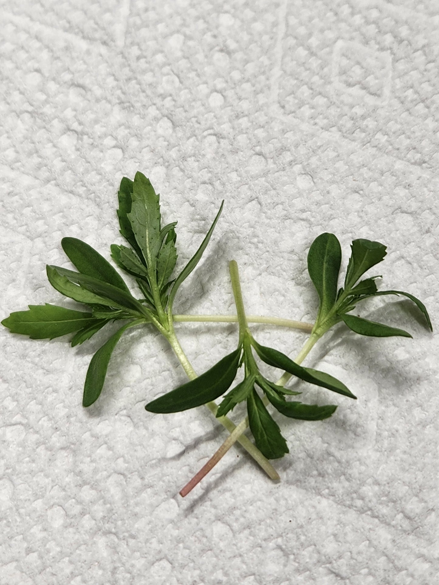 Marigold Microgreens 0.75oz