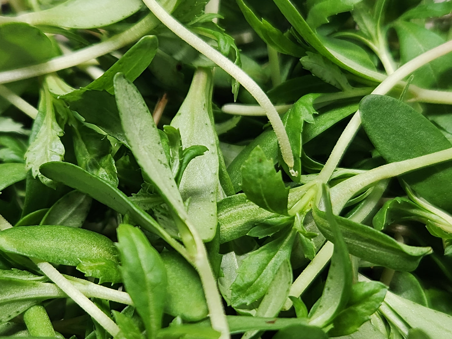 Marigold Microgreens 0.75oz