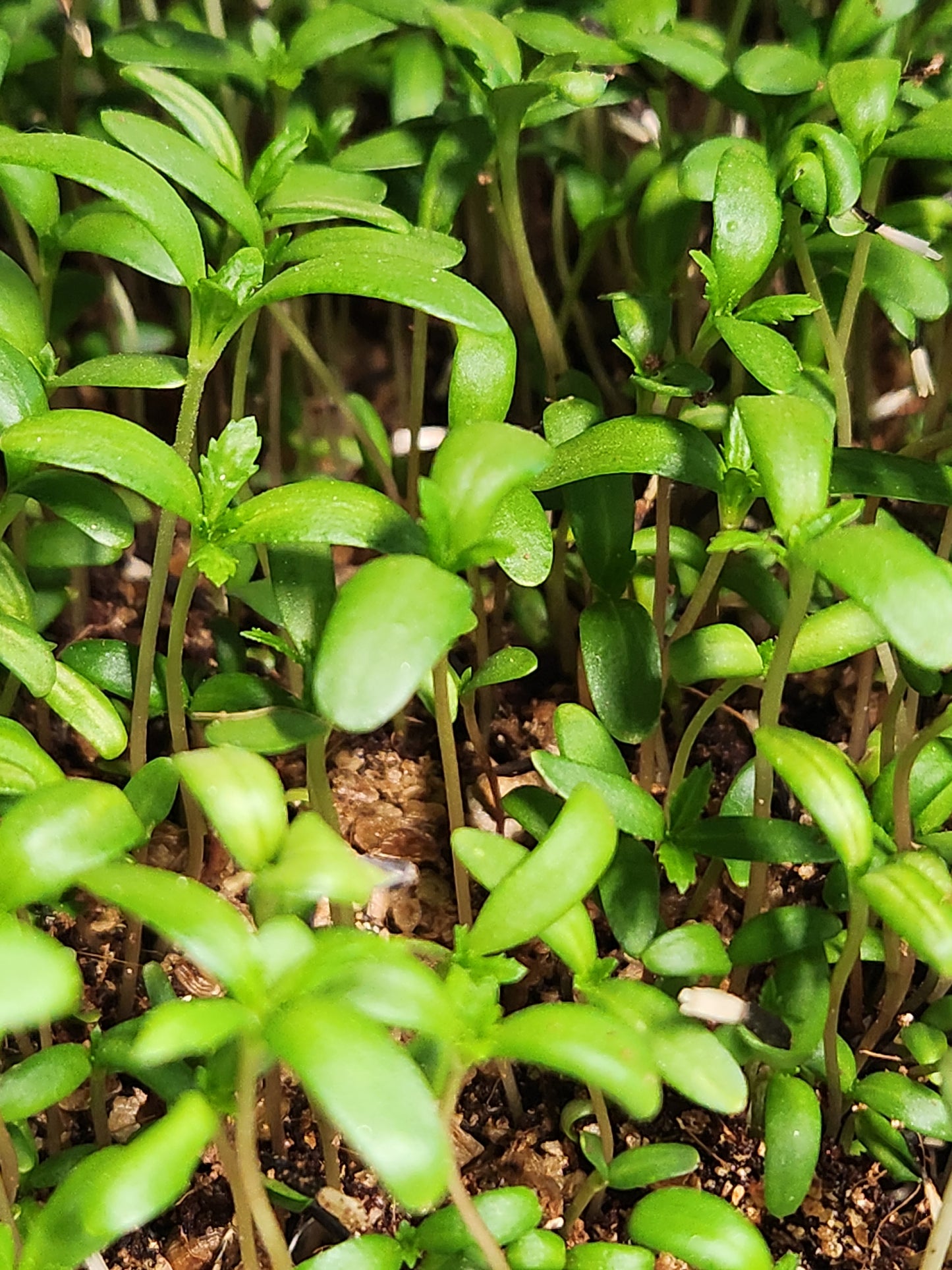 Marigold Microgreens 0.75oz
