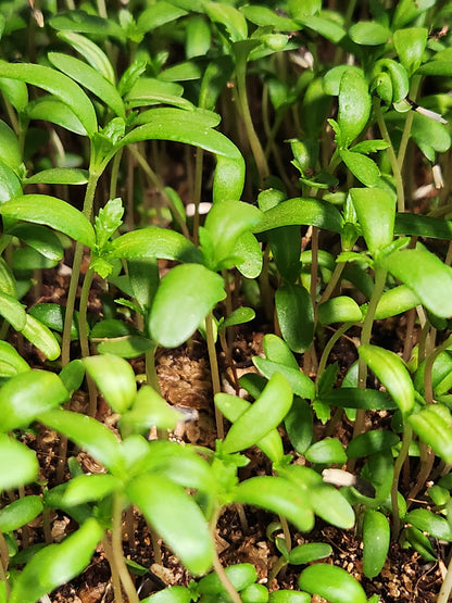 Marigold Microgreens 0.75oz