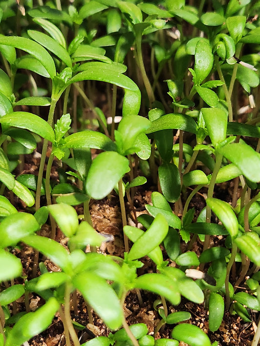 Marigold Microgreens 0.75oz
