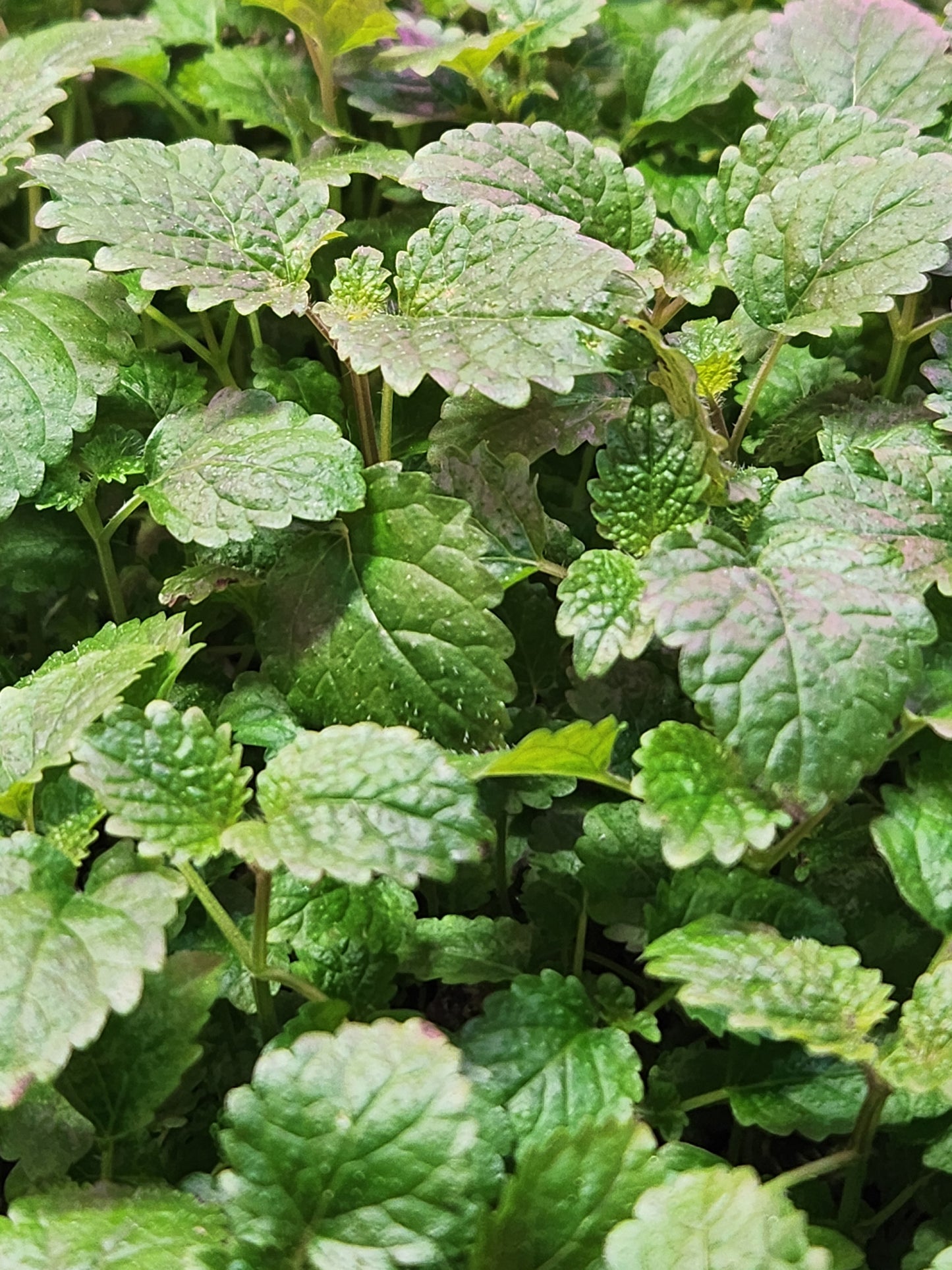 Lemon Balm Microgreens 0.40oz
