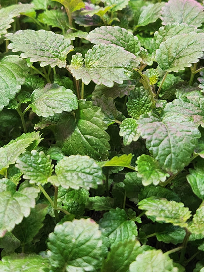 Lemon Balm Microgreens 0.40oz