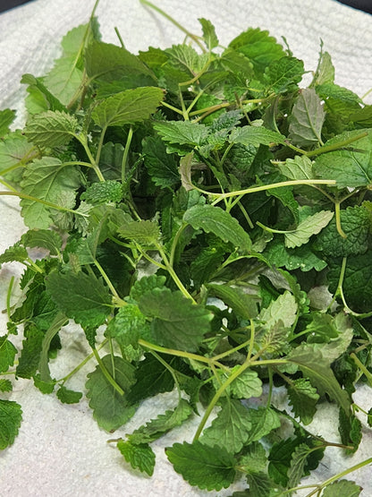 Lemon Balm Microgreens 0.40oz