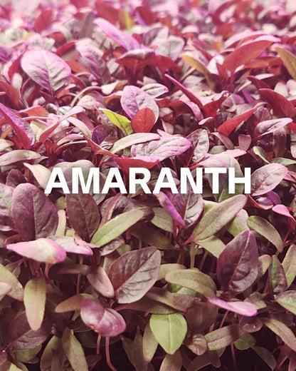 Amaranth Microgreens, 1oz Clamshell