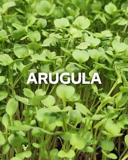 Arugula, 1.5oz Box (Box)
