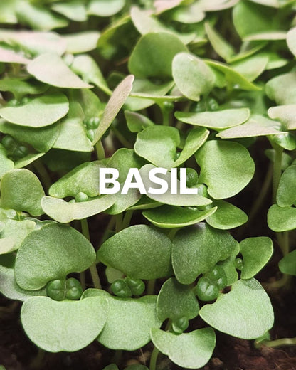 Basil