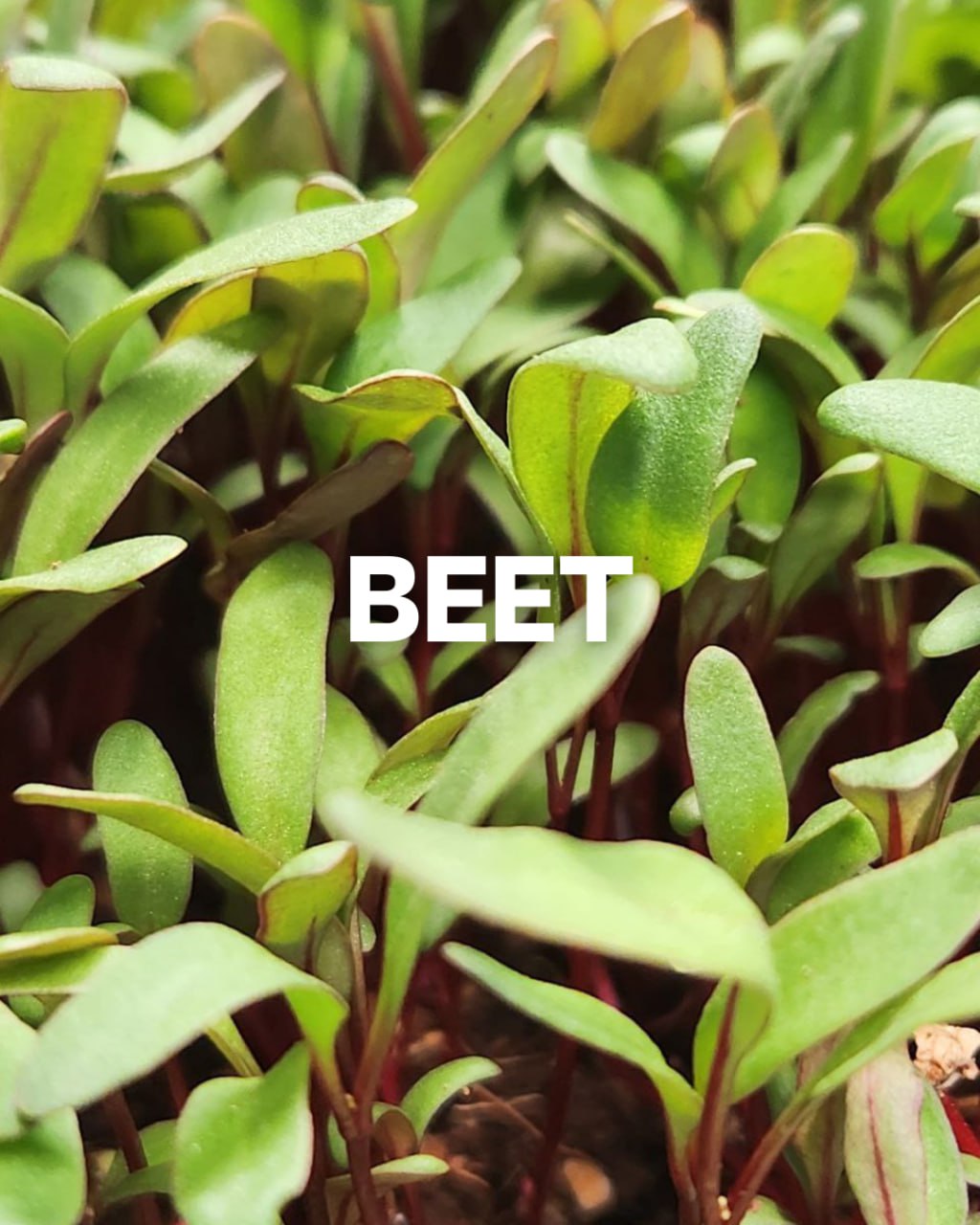 Beet Microgreens 0.75oz Clamshell