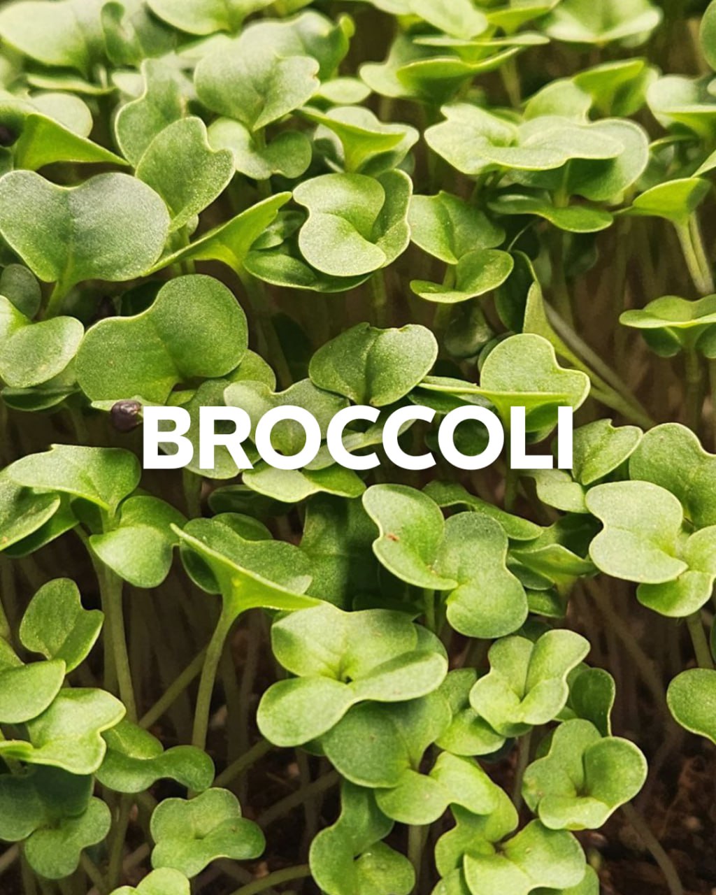 Broccoli, 2oz Box (Box)