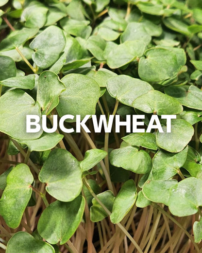 Buckwheat, 2oz Box (Box)