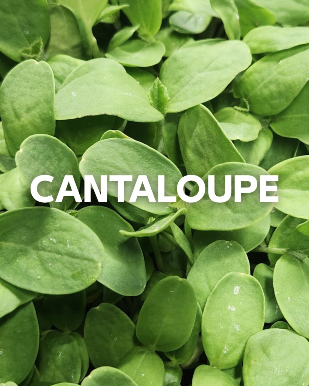 Cantaloupe Microgreens 1oz Box