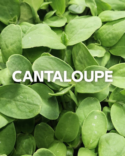Cantaloupe Microgreens 1oz Box