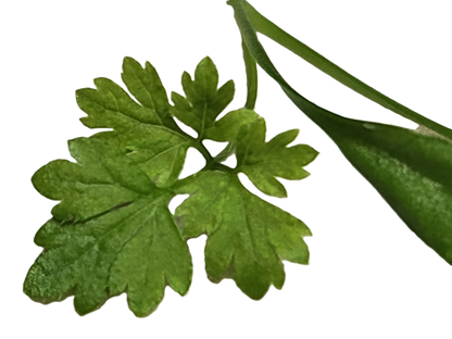 Chervil, 1.00 oz