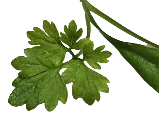 Chervil, 1.00 oz