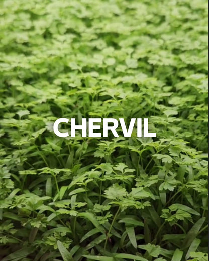 Chervil, 1.00 oz