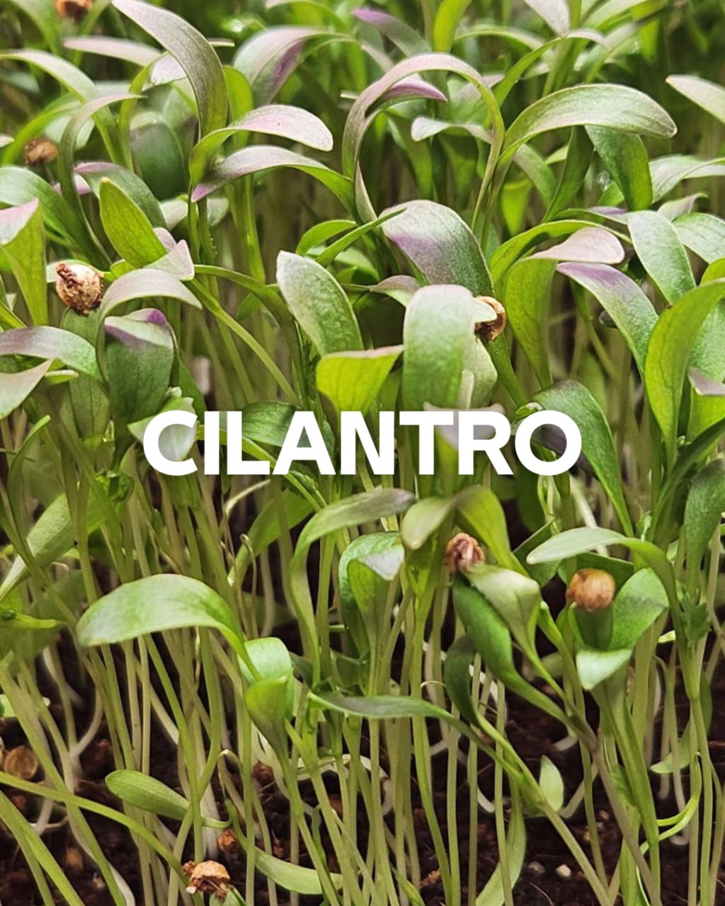 Cilantro, 1oz Box (Box) – Max Power Microgreens